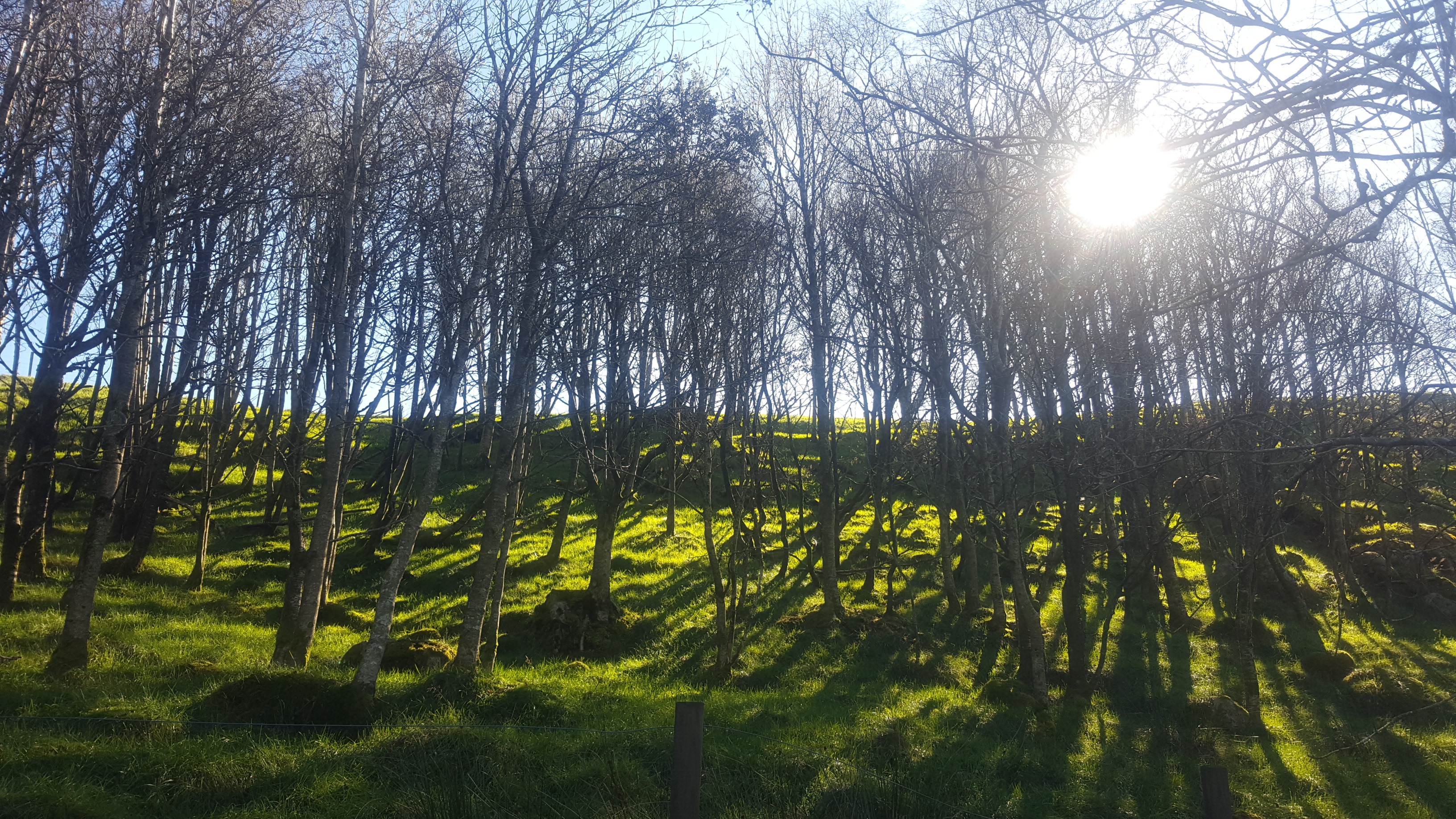 Into the Woods