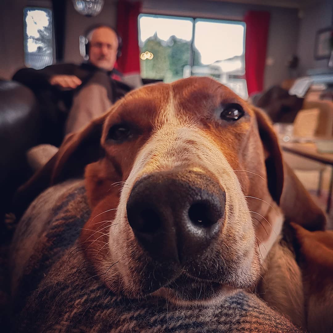 Of Mice and Men – and Pets