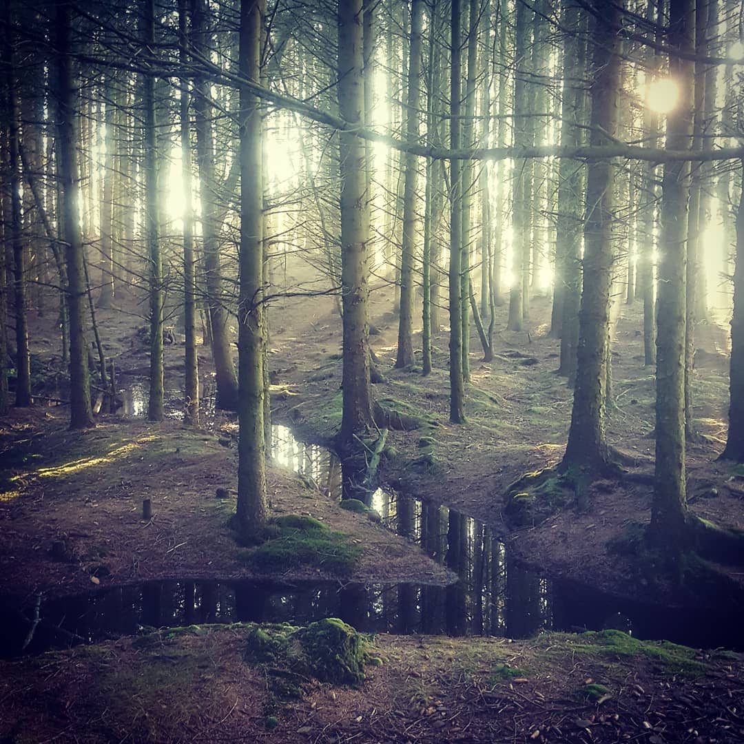 Where the Wood Drake Rests